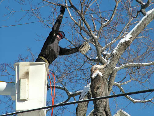 Residential tree removal in Brewer, ME